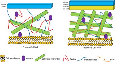 Plant Glycan Metabolism by Bifidobacteria